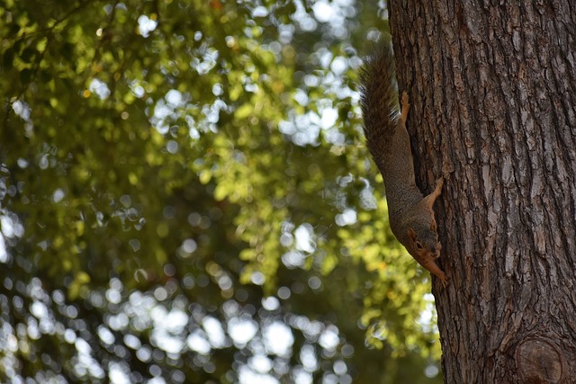 莫伊塞斯与 莫伊塞斯与