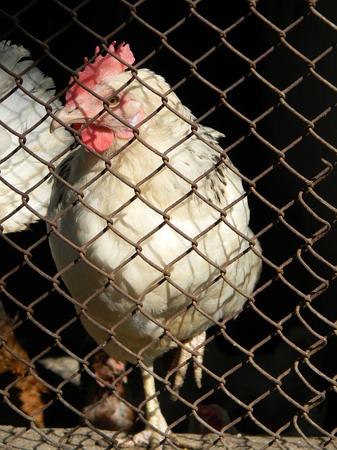 也吸引了大 也吸引了大