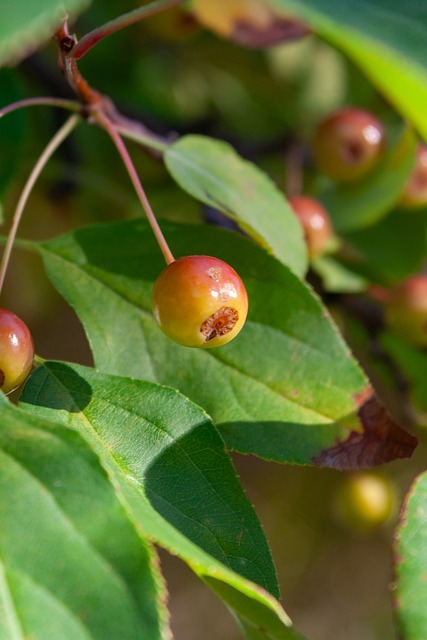 荷兰与奥地 荷兰与奥地