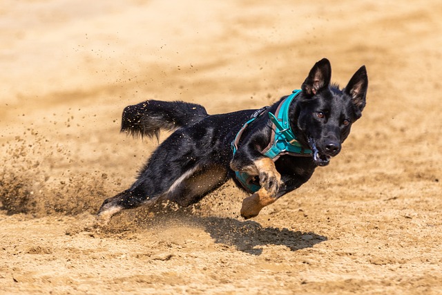 动员的健康